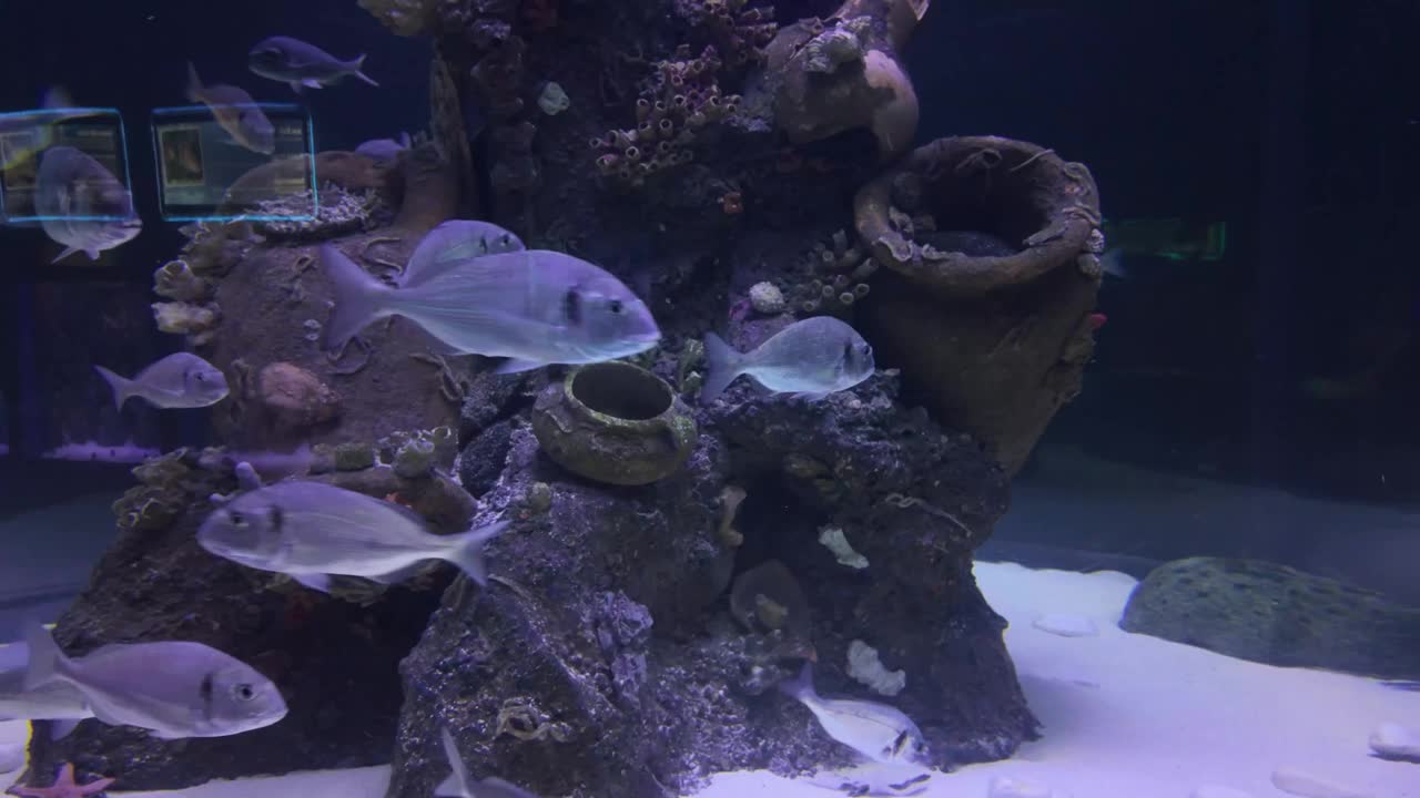 水族馆里美丽的热带鱼视频素材