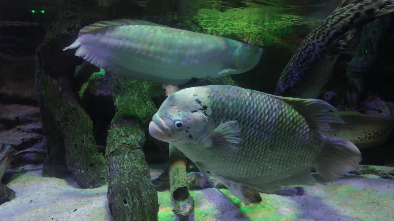 水族馆里美丽的热带鱼视频素材