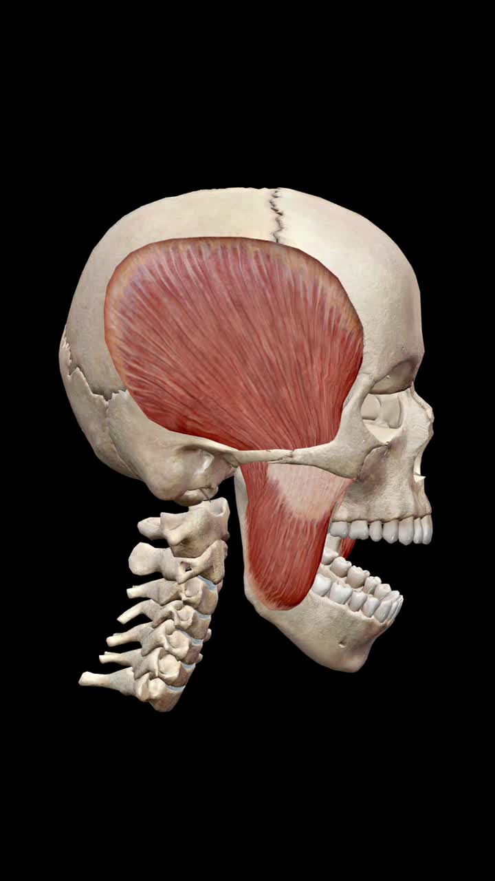下颌骨抬高-肌肉动作(黑色背景)视频下载