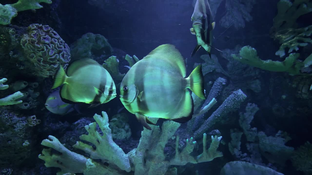 水族馆里美丽的热带鱼视频素材