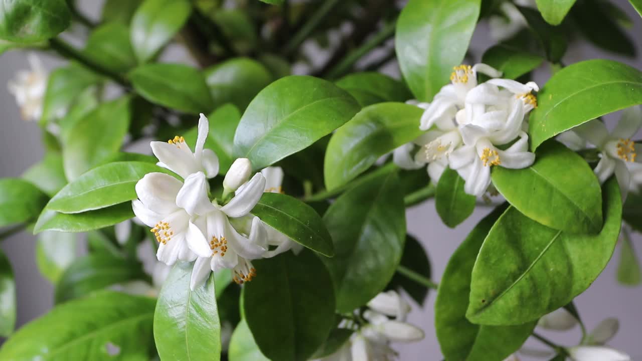 室内菖蒲属柑橘植物的授粉研究。视频素材