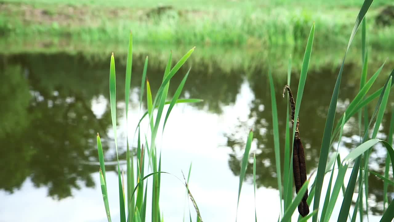 乡村的池塘，前景是芦苇视频素材