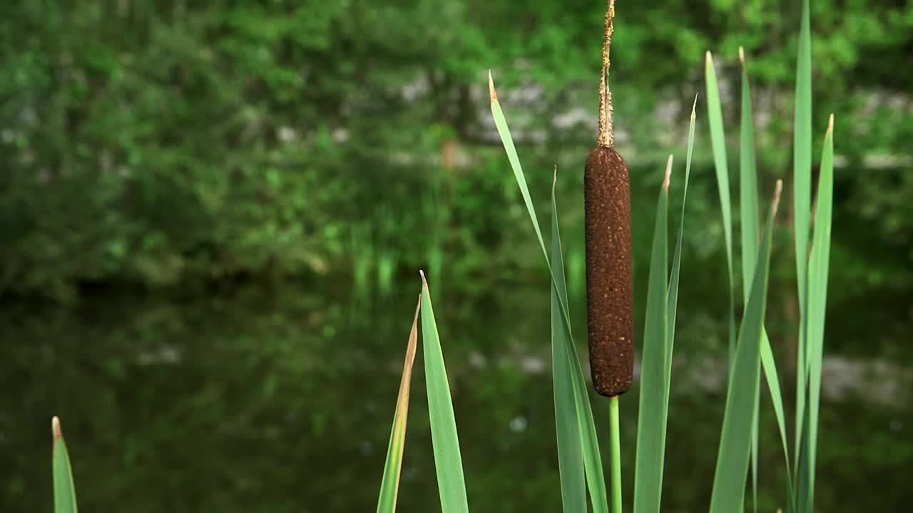 乡村的池塘，前景是芦苇视频素材