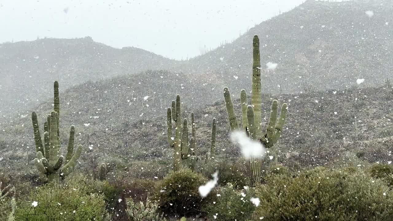 亚利桑那沙漠里的仙人掌和雪花。视频下载