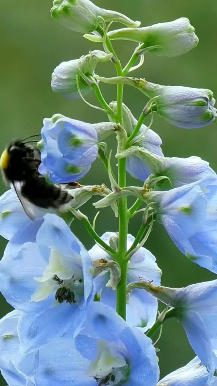 蜜蜂在花上收集花粉。视频素材