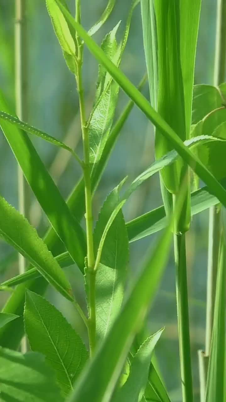 风中的绿草。视频素材