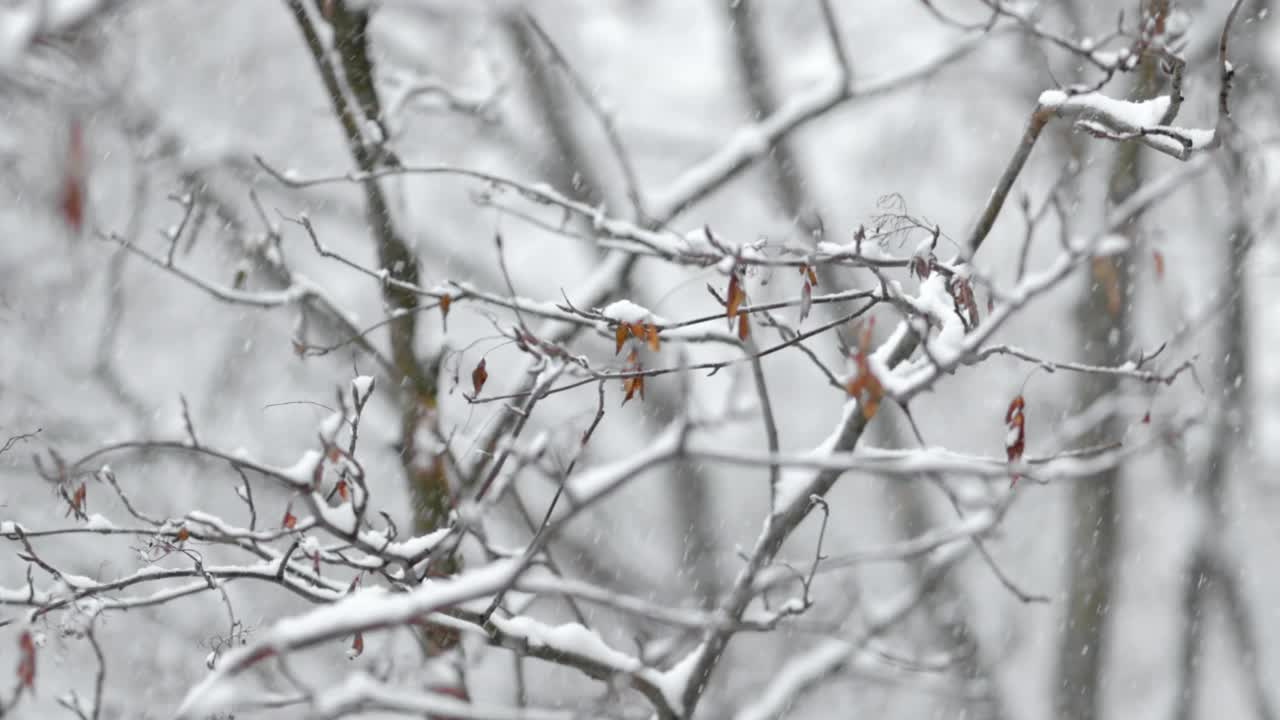 降雪背景下的树枝。片片雪花飘落在冬日的风景中。视频素材