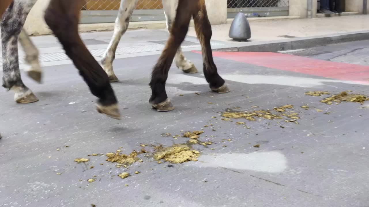 马腿带着马屎在街上小跑的特写视频素材