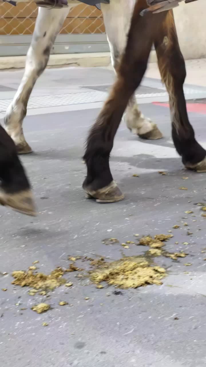 马腿带着马屎在街上小跑的特写视频素材