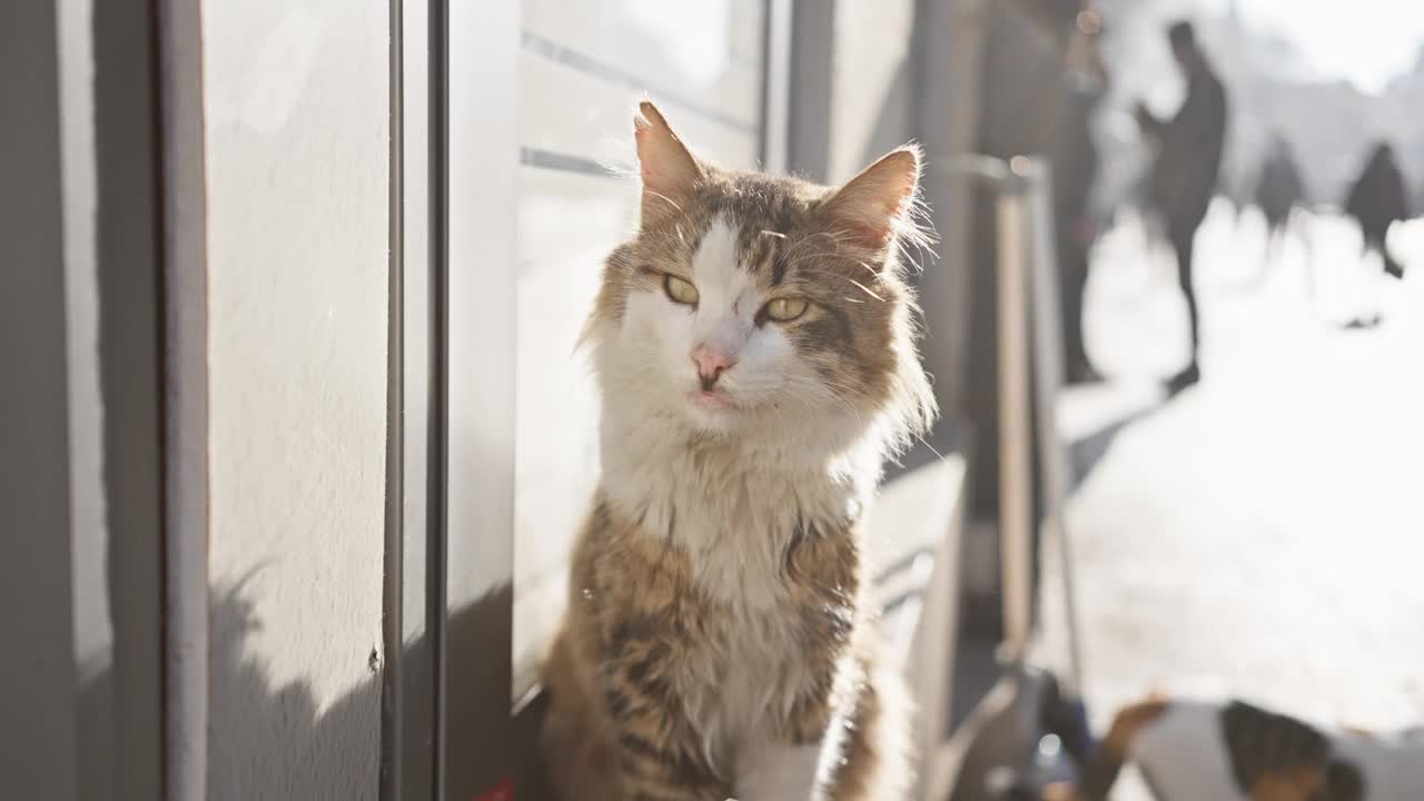 一个人在阳光明媚的城市人行道上深情地抚摸着一只流浪猫。视频素材