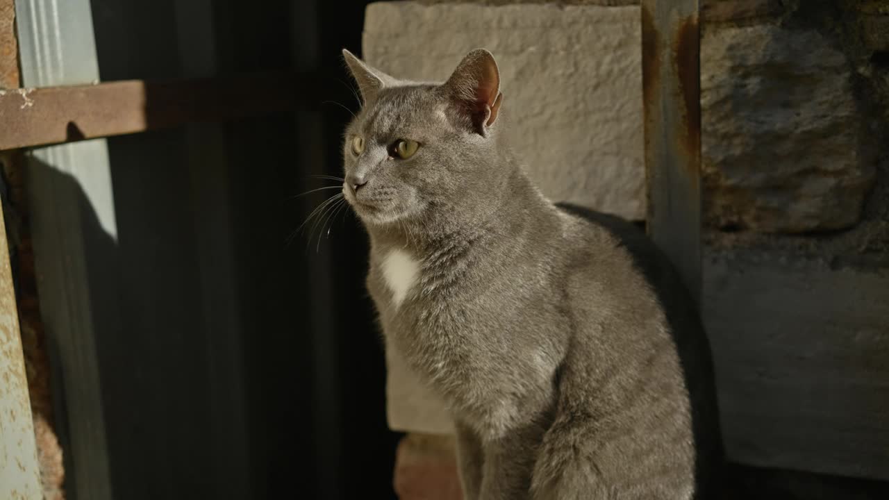 一只宁静的灰猫专注地坐在斑驳的阳光下，背景是质朴的纹理。视频素材