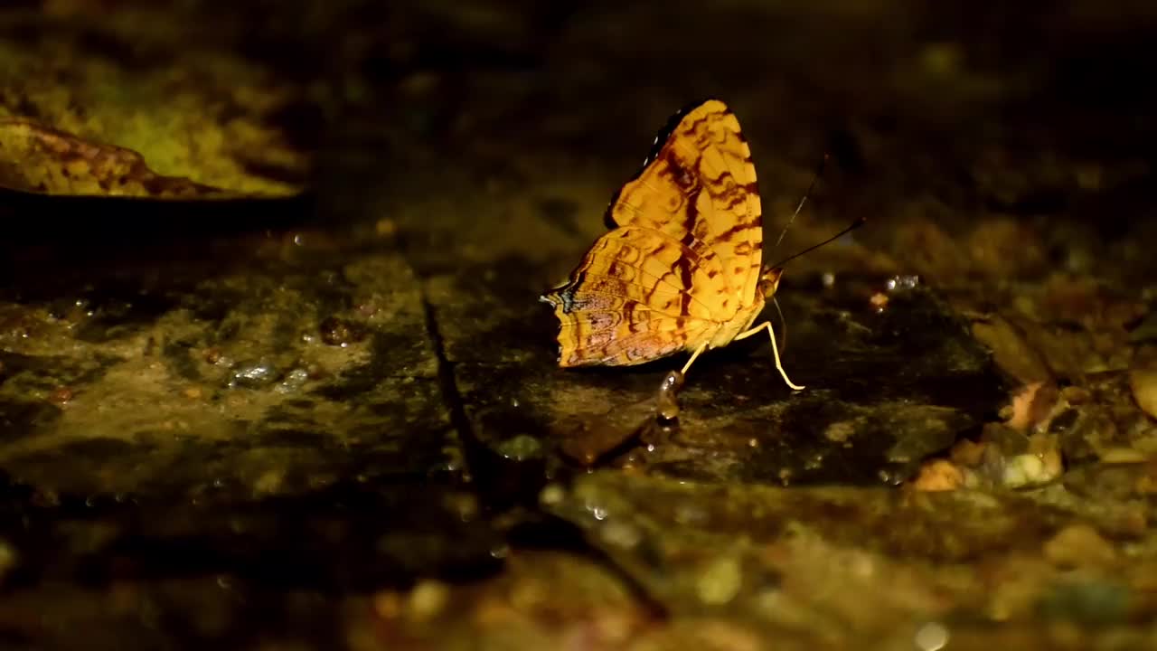 冬季白天蝴蝶在地面上嬉戏视频素材