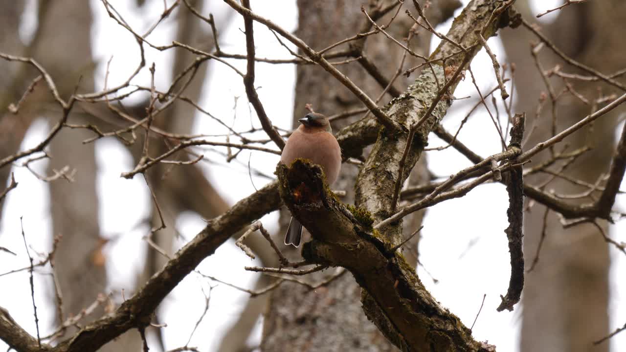 普通苍头燕雀(Fringilla coelebs)鸟视频素材