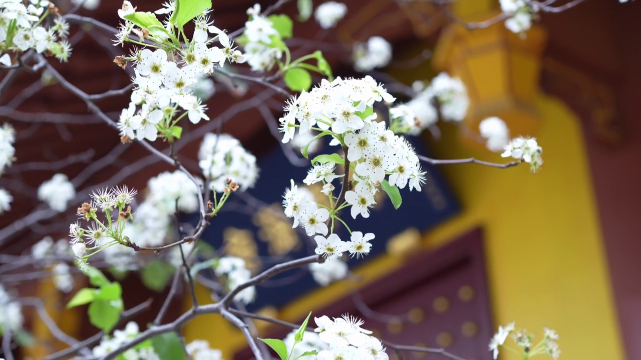 美丽的梨花视频素材