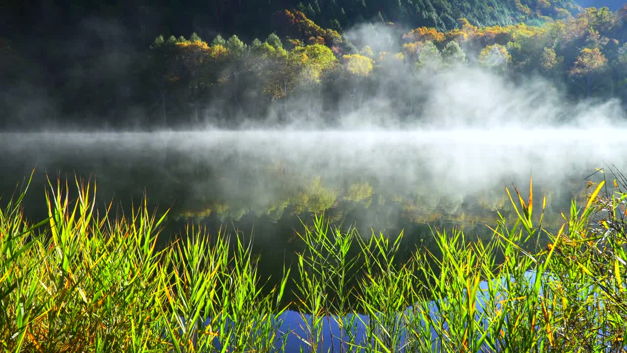 秋天的木户式池塘:清晨的阳光照在薄雾和树叶上，长野县视频素材