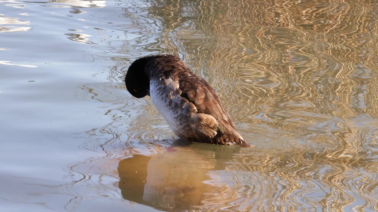 鸭子跳水和在水中重铺水面视频素材