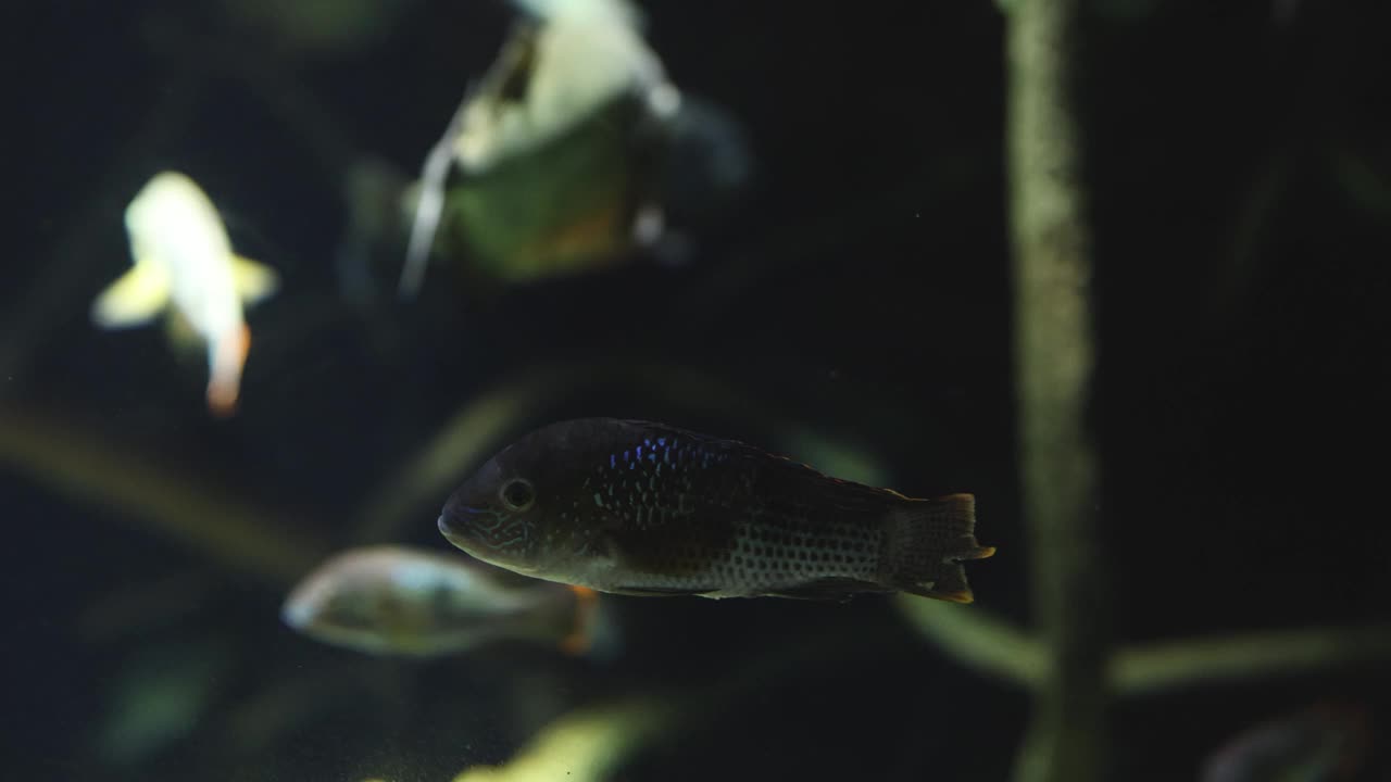 运动中的水族生物视频素材