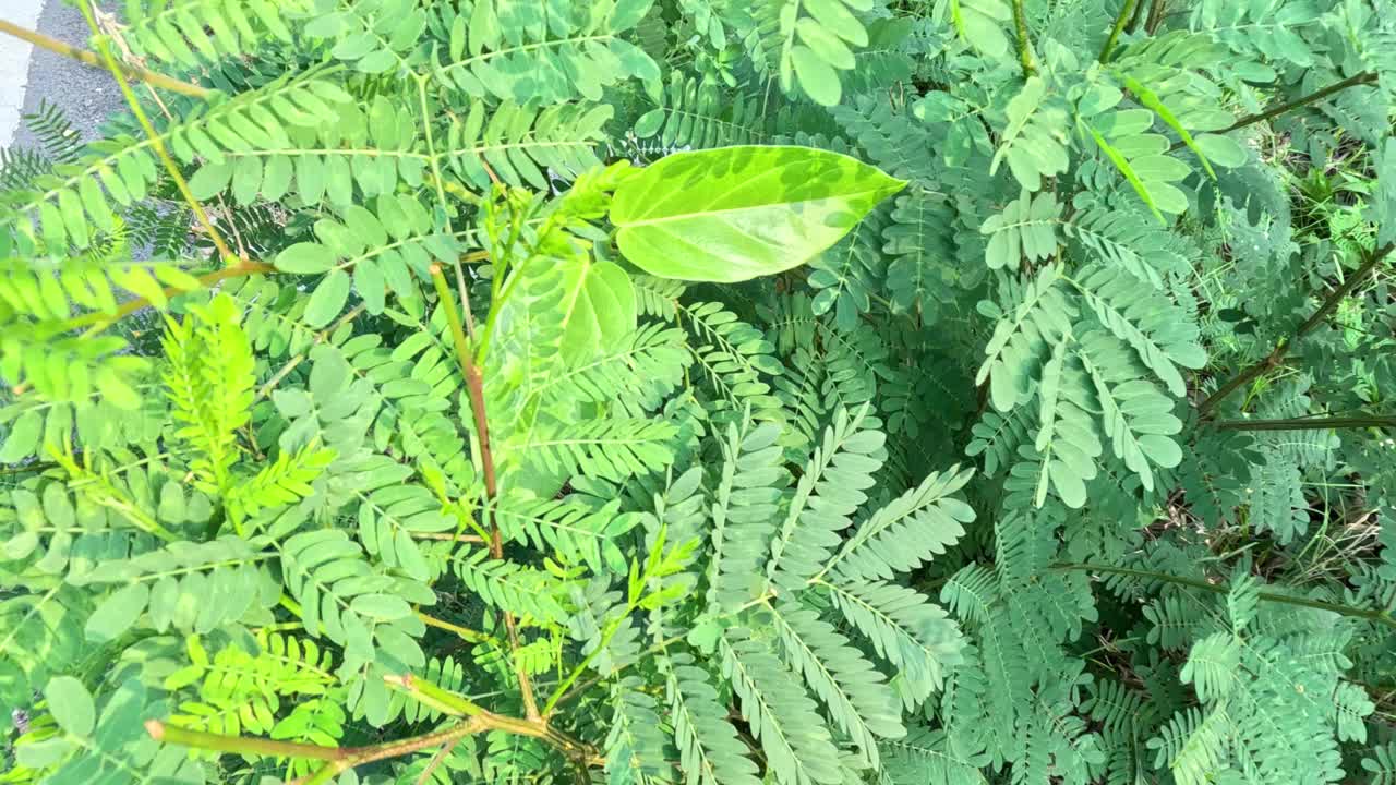 叶片随时间的生长视频素材