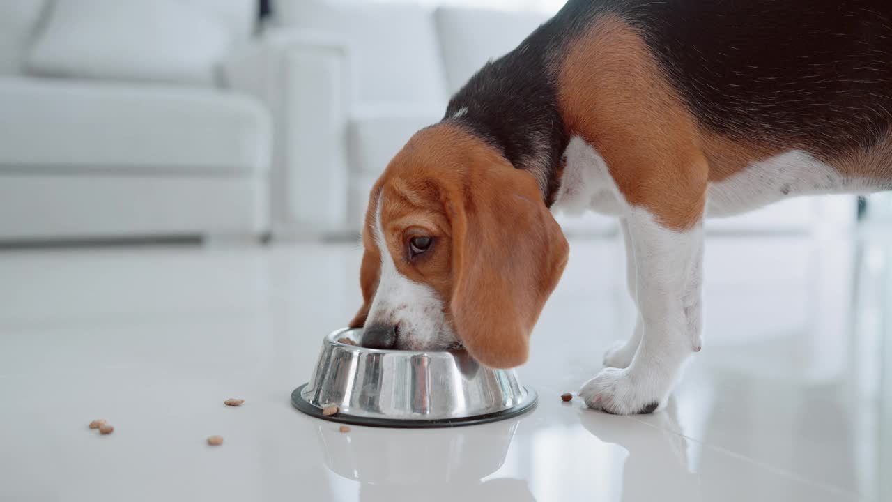 一只可爱的小猎犬小狗在房子地板上的碗里吃东西。萌宠概念视频素材