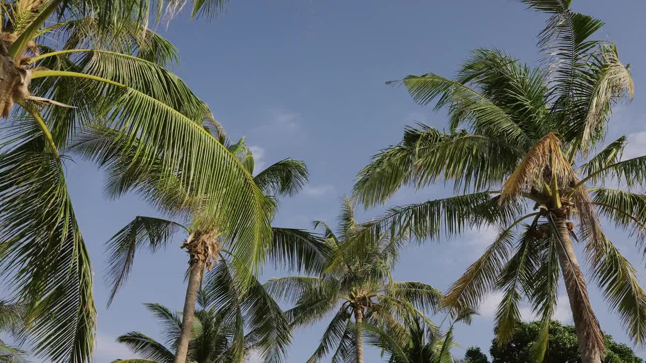 椰树随风摇曳夏日沙滩。视频素材