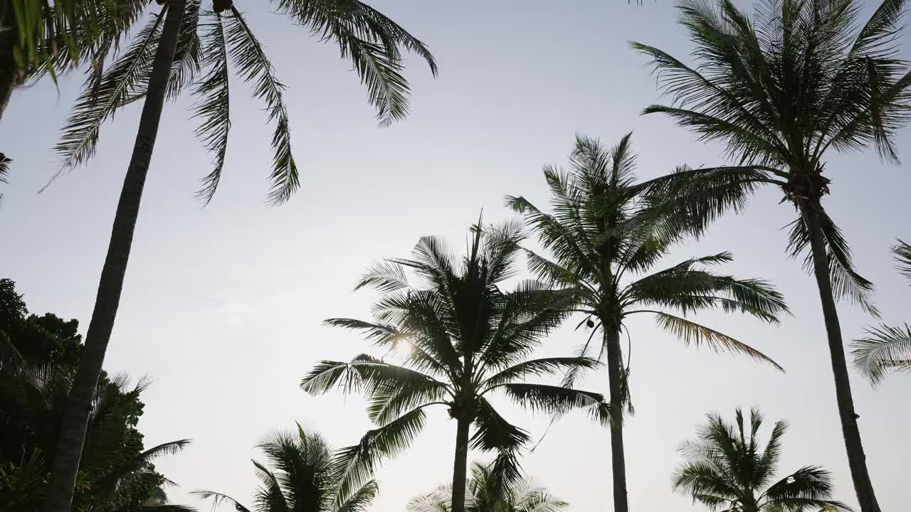 热带海夏季观椰子树热带海岛海滨背景。视频下载