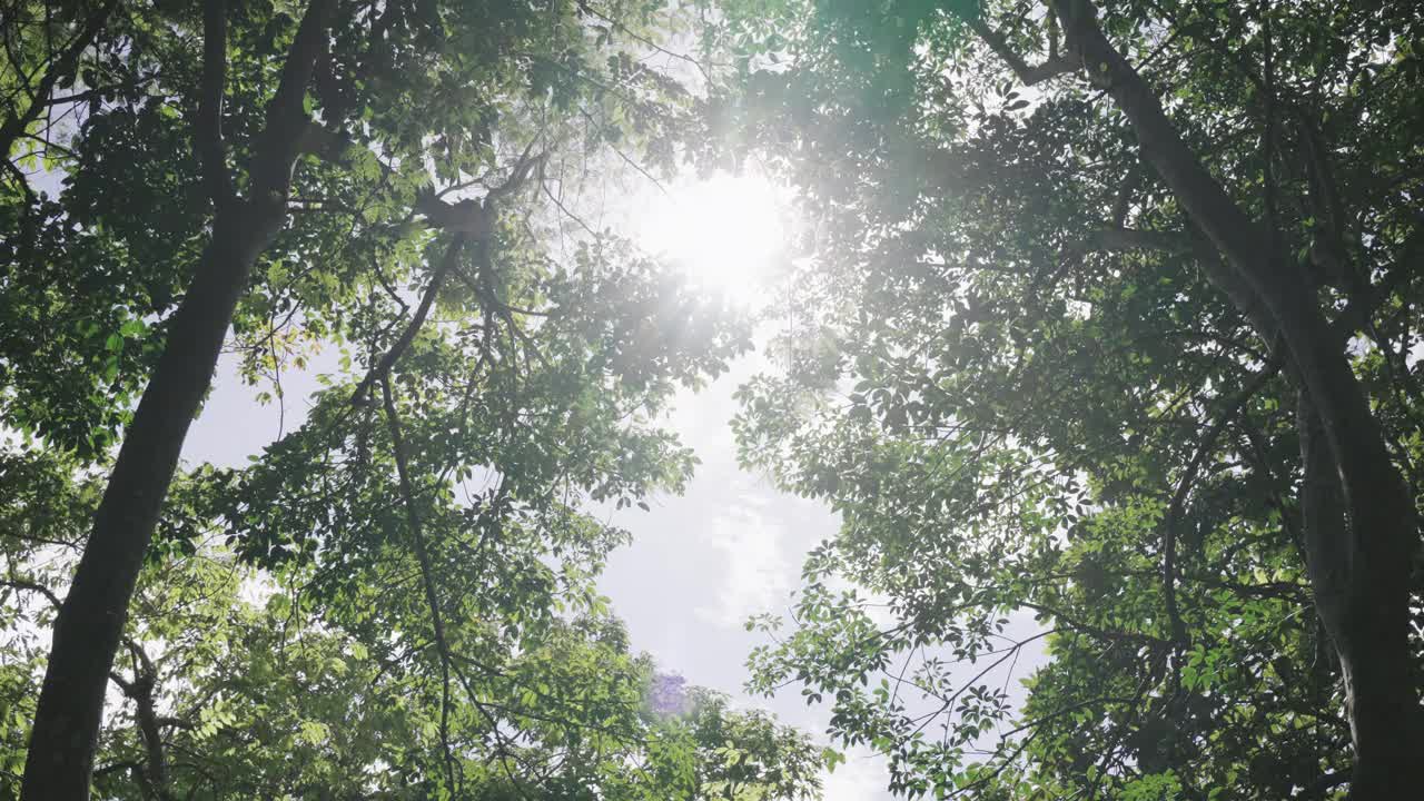 低角度看春天树排顶夏天阳光。视频素材