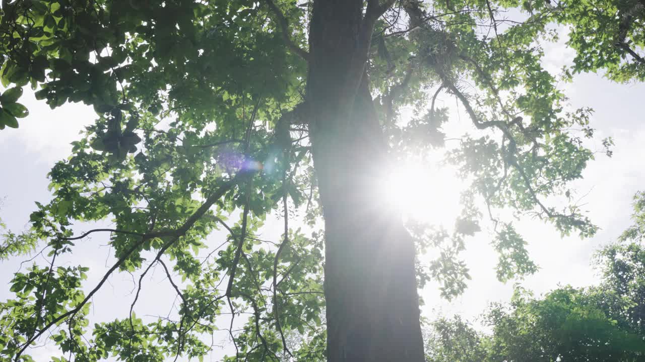 底部视图绿色的树木丛林背景对蓝天。视频素材