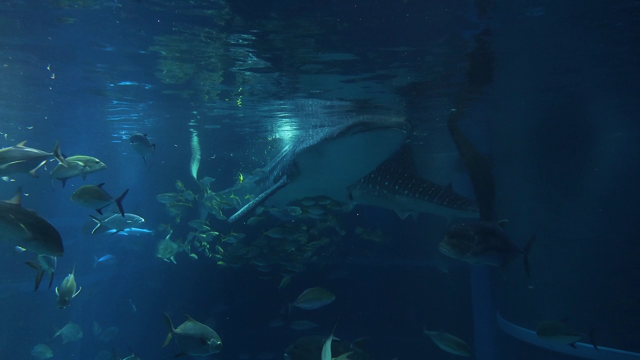 海洋生物的水下舞蹈视频素材