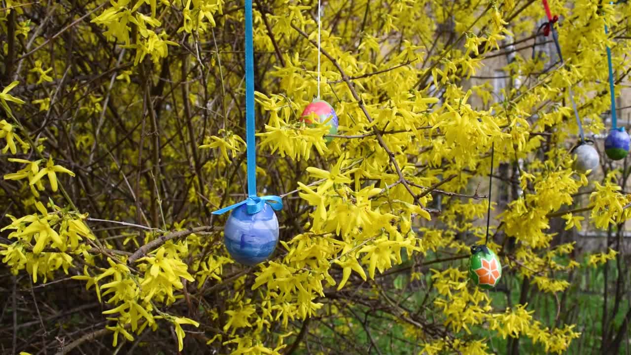 彩绘的复活节彩蛋装饰着盛开着黄色春花的灌木的树枝。视频下载