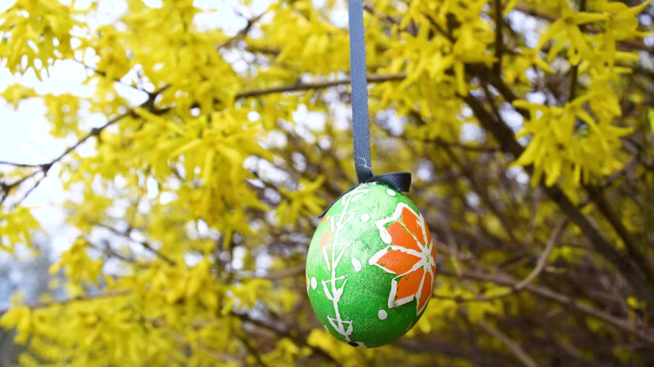 彩绘的复活节彩蛋装饰着盛开着黄色春花的灌木树枝。视频下载