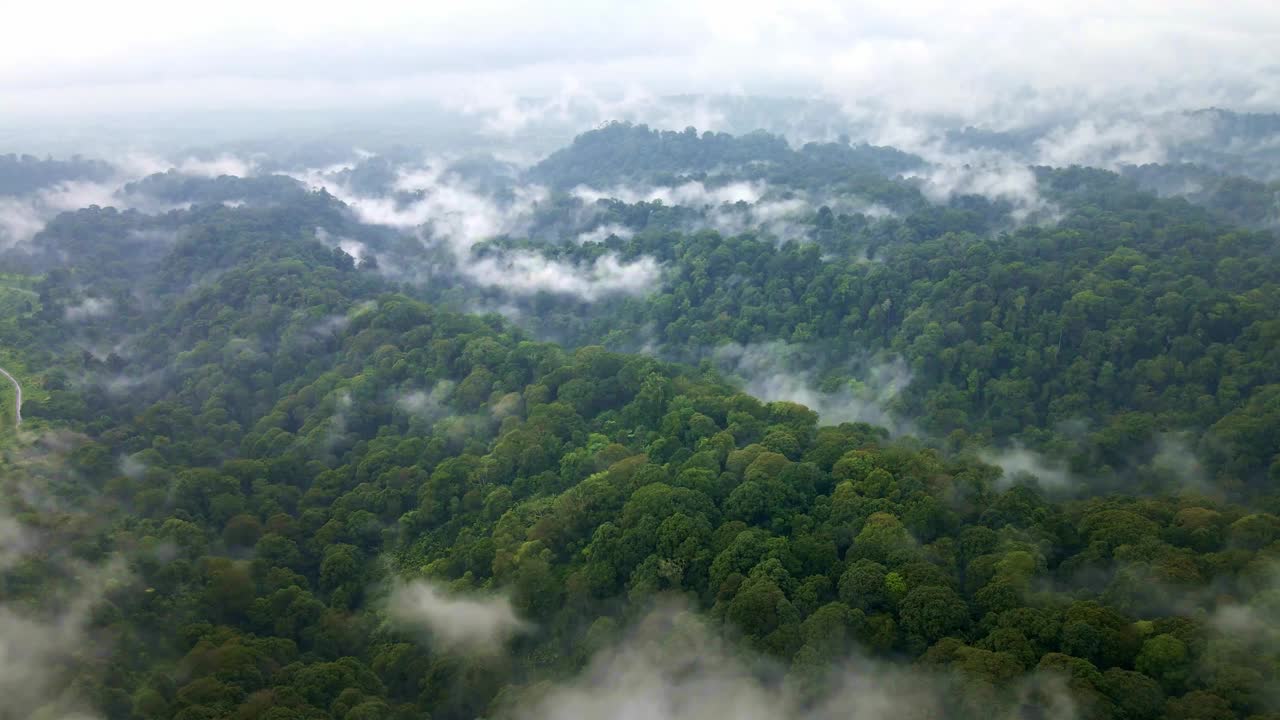 印度尼西亚郁郁葱葱的热带雨林，充满了生物多样性和令人惊叹的景观。是自然爱好者和自然保护主义者的真正天堂视频素材