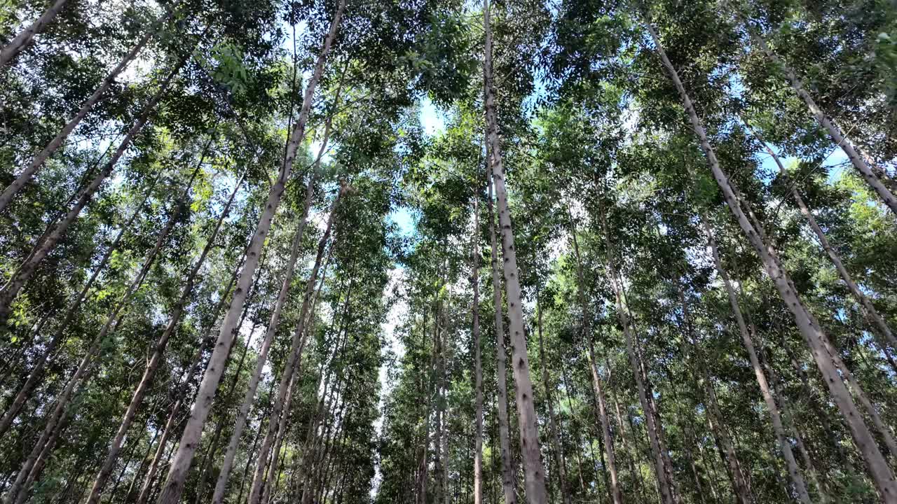 桉树种植园视频素材