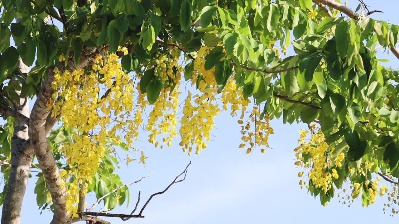 微风中开花的树视频素材