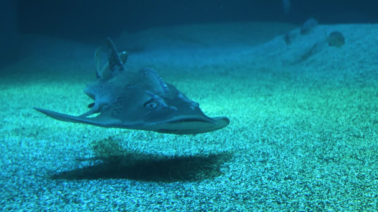 吉他鱼在水族馆里滑翔视频素材