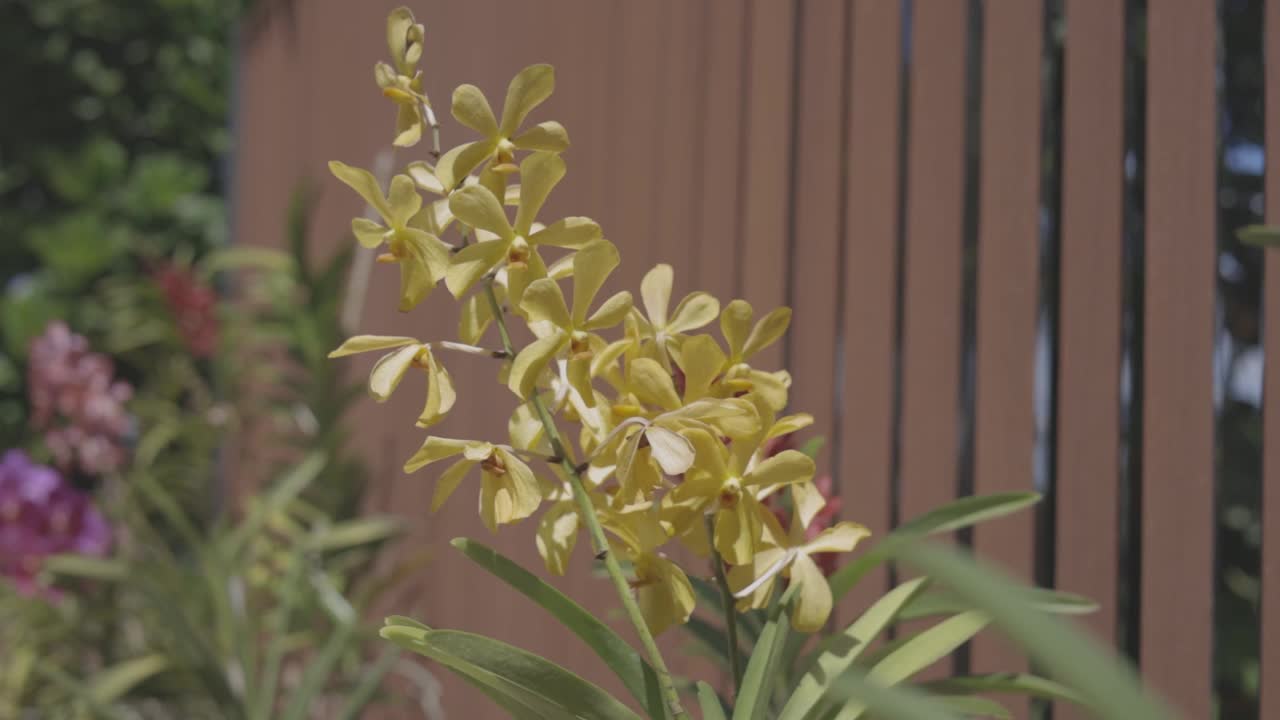 细节拍摄美丽的花称为兰花在花园里，视频1920x1080 c-log颜色。视频素材