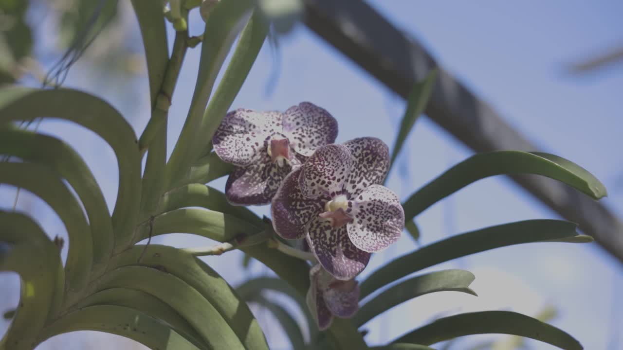 细节拍摄美丽的花称为兰花在花园里，视频1920x1080 c-log颜色。视频素材