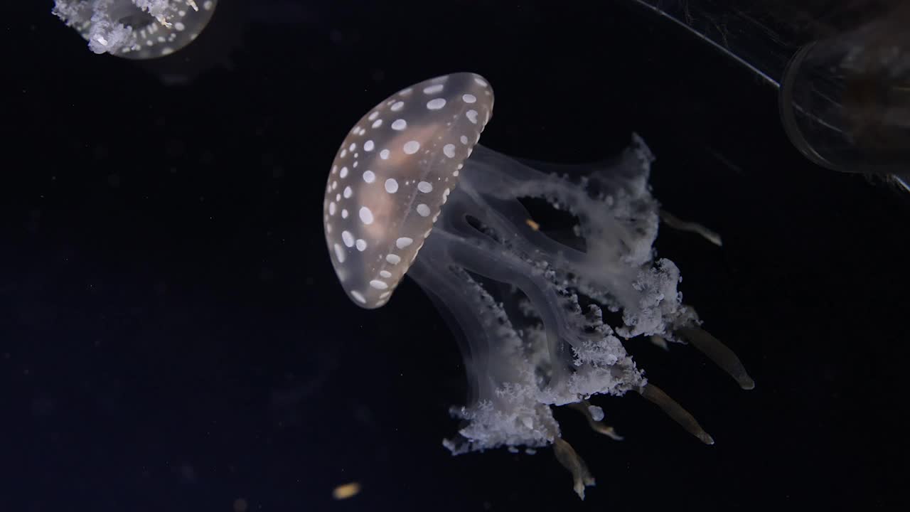 水母在水下优雅游泳视频素材