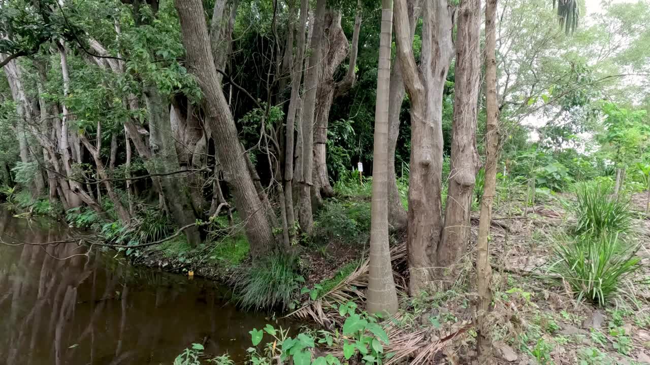 宁静森林溪之旅视频素材