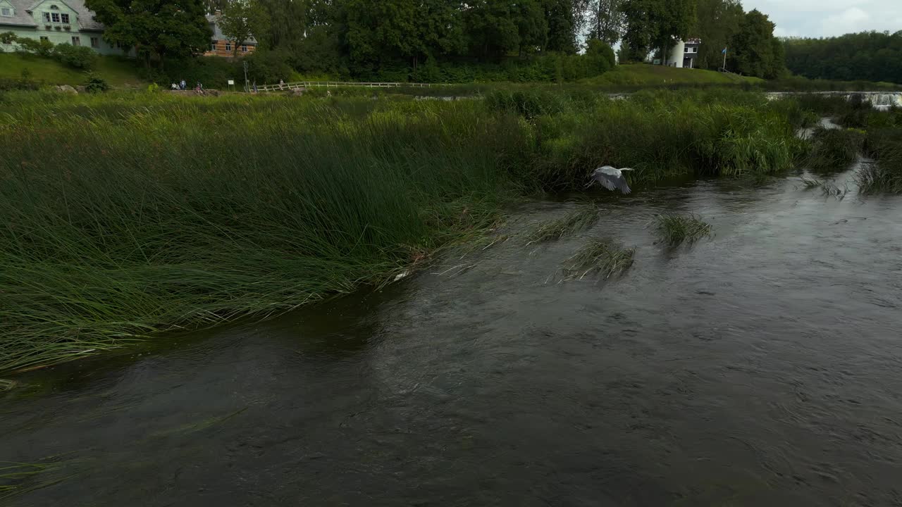 一条河流穿过茂密的草地和树木，背景是一座桥视频素材