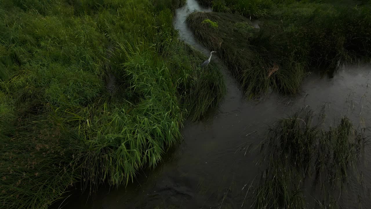 夏天，她坐在一条长满草的河边鸟瞰图视频素材