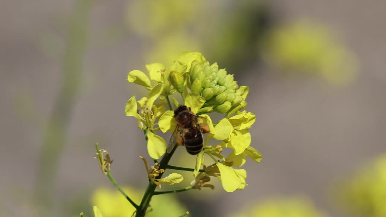 欧洲蜜蜂，Apis mellifera，在强暴风雪中伸出舌头努力收集花蜜和花粉视频素材