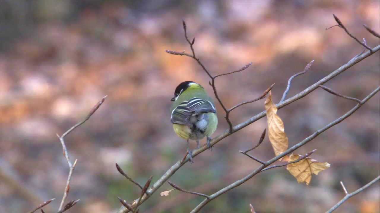 春天树枝上的大山雀视频素材