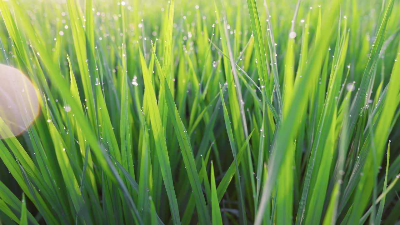 绿色稻田的微距镜头。清晨，镜头穿过带有露珠的稻苗。夕阳下的绿色稻田视频素材