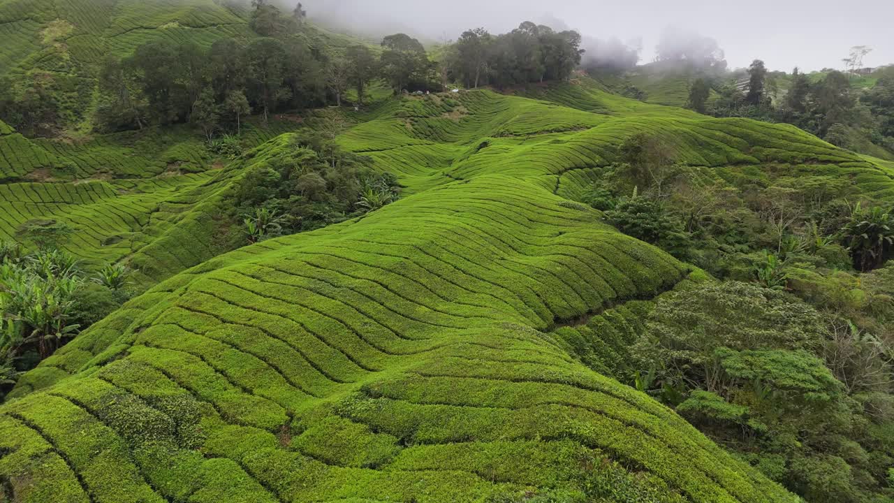 清晨日出前的新鲜绿茶种植园。鸟瞰马来西亚金马伦高地山上雾蒙蒙的茶树视频素材