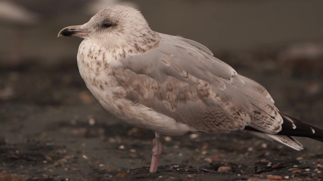 欧洲银鸥(Larus argentatus)视频素材