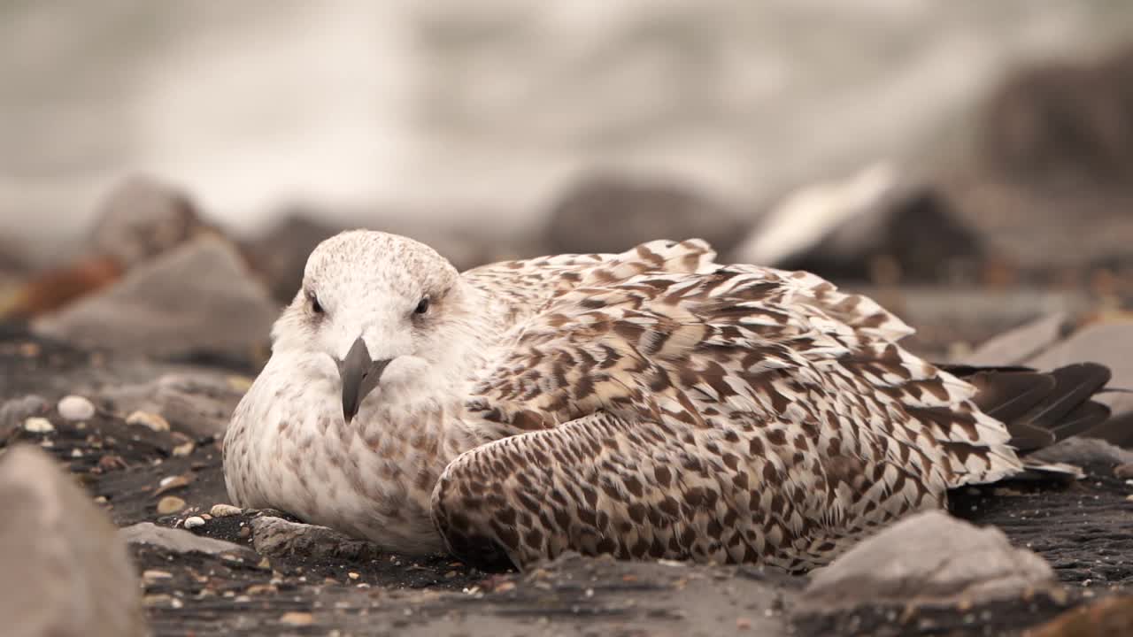 一只幼年大黑背海鸥(Larus marinus)坐在海边的岩石上视频素材