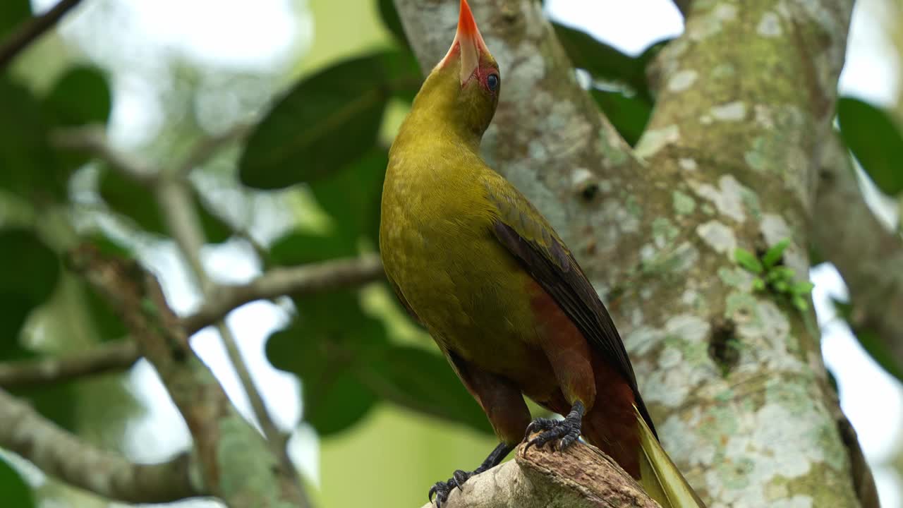 绿色的oropendola, psarocolius viridis栖息在树木繁茂的栖息地的树枝上，观察周围的环境，并在森林中发出独特的叫声，特写镜头。视频素材