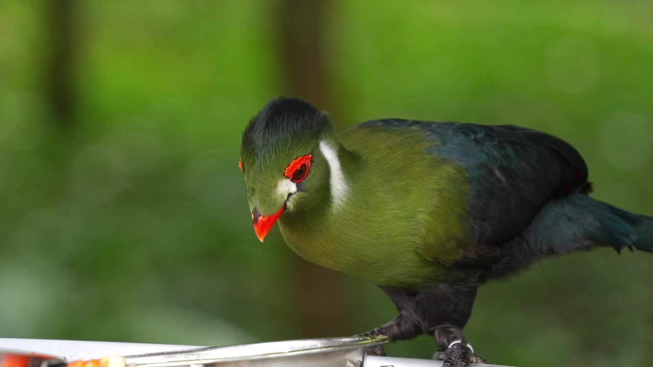 白颊turaco (menelikornis leucotis)，羽毛鲜艳，栖息在喂食碗的边缘，白天吃水果，特写。视频素材