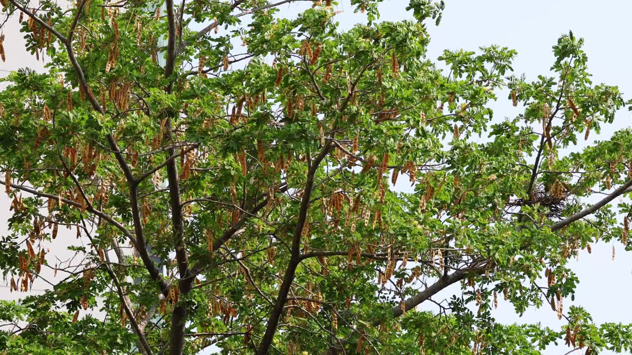 季节树冠过渡视频素材