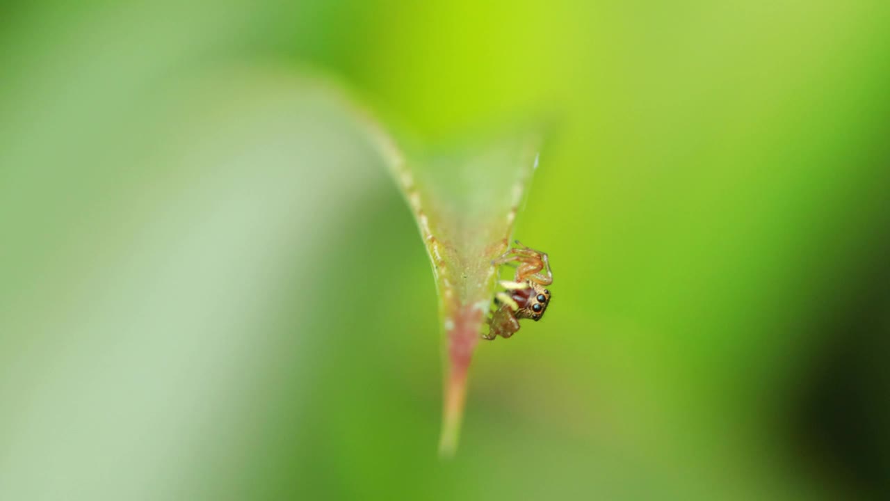 在植物上移动的跳蛛视频素材